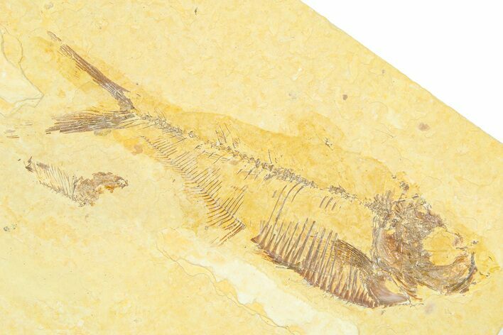 Bargain, Detailed Fossil Fish (Diplomystus) - Wyoming #372324